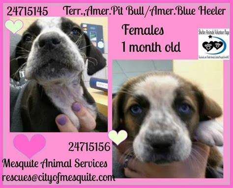 mesquite animal shelter|Animal Control .